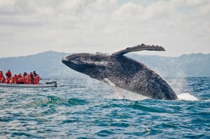 Доминикана в гостях у горбатых китов