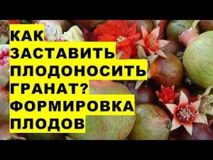 Как сформировать нужное количество плодов на гранате в августе?