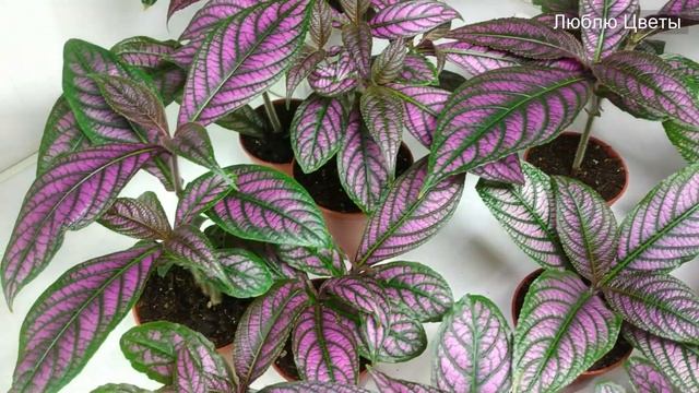 Монолог про цветок - Стробилантес (Strobilanthes) смотреть онлайн