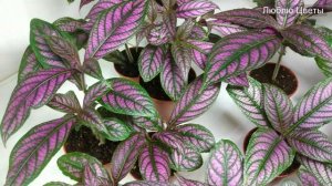 Монолог про цветок - Стробилантес (Strobilanthes)