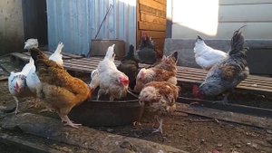 Куры деревенские