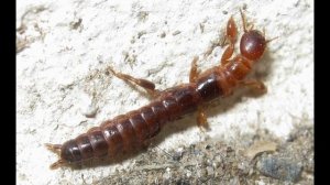 Веснянки и эмбии