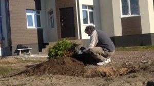 Пересадка Туи, подготовка места.