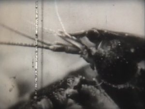 Биология. Животные. От рыб до птиц. Органы чувств речного рака
