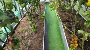 Поспели помидоры самозванцы