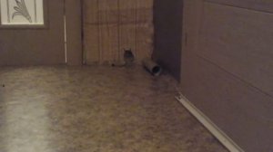 Монгольский тушканчик дома