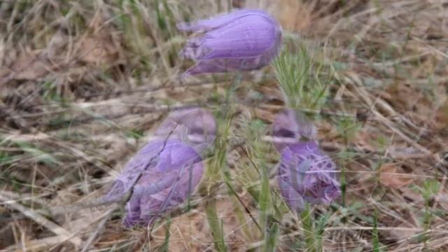 Сон-трава 2018. Dream-grass 2018 смотреть онлайн