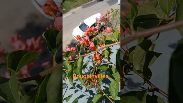 #Bougainvillea#Tanglong Orange#