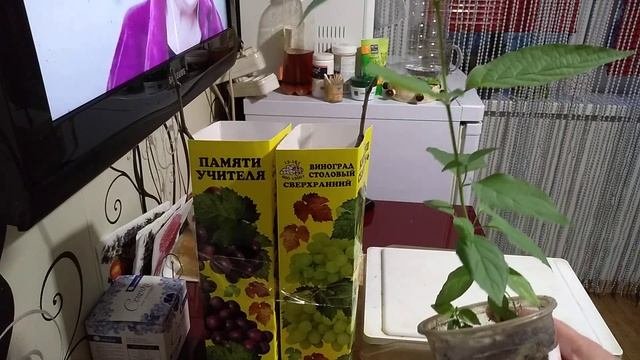 Проращивание грецкого ореха. Опыт. #грецкийорех,#каквыраститьгрецкийорех,#проращиваниегрецкогоореха