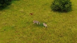 #mavic zoom #game viewing                            Baby Animals in the Wild