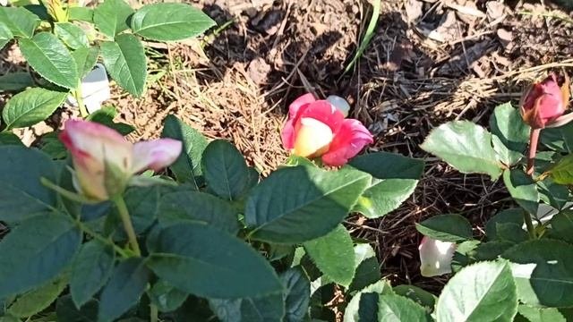 Фокус-покус, Пёстрая фантазия, Арроу фолиес, Белый Высоцкий. Профилактика трипсов.
