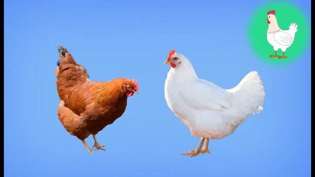 Домашние животные для самых маленьких. Учимся с МУРИКОМ. смотреть онлайн