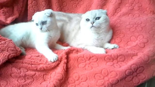 Шотландские   вислоухие   шиншиллы