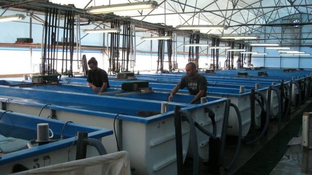 Разведение креветок в домашних условиях. Бизнес идея смотреть онлайн