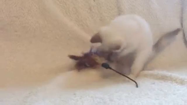 Available seal tortie point girl смотреть онлайн