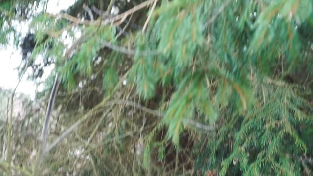 Едем с Умкой на заготовку метелок из березняка.