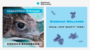 Подкормка птенцов сокола-балобана в гнездах до вылета 2023