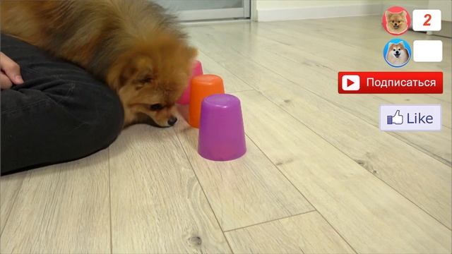 ПОМЕРАНСКИЕ ШПИЦЫ РОЗЫГРЫШ СО СТАКАНЧИКАМИ /СОБАЧИЙ ЧЕЛЛЕНДЖ /ШПИЦ РОНИ ПОМ / ГОВОРЯЩИЙ ШПИЦ/ДОГВЛО