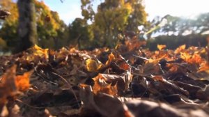 осень журавли