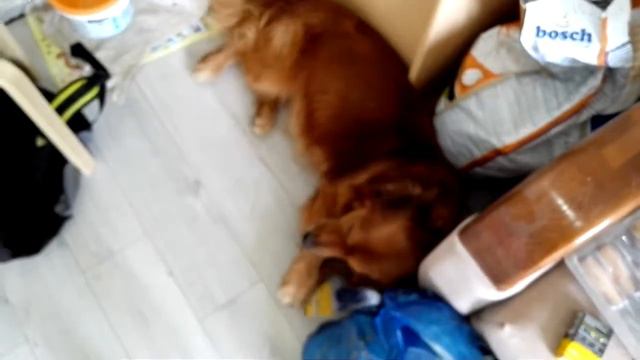 Плохая собака смотреть онлайн