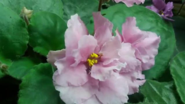 #319.Геснериевые😙как можно быть к ним равнодушным💐