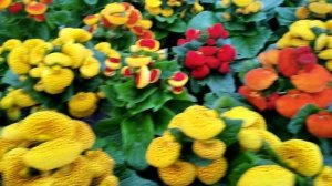 Как упаковать горшечные ЦВЕТЫ К 8 МАРТА красиво? ЛЕГКО И ПРОСТО!