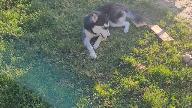 Можно я в следующей жизни буду Умой? смотреть онлайн