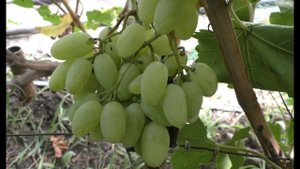 Виноград 2022. Белая акация - сигналка