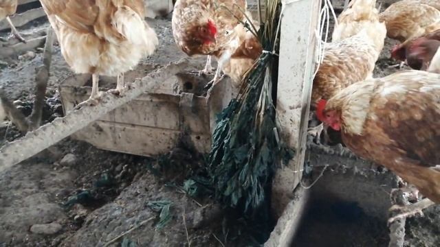Крапива для кур зимой - как не надо кормить несушек Nettle for chickens in winter - how not to feed