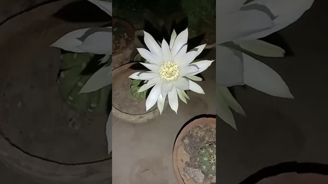Cactus Nocturnal bloom of Echinopsis subdenudata