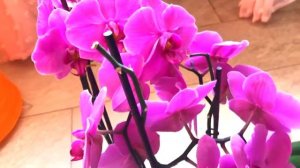 Пышное цветение Орхидеи. Удобрение Фаленопсисов
