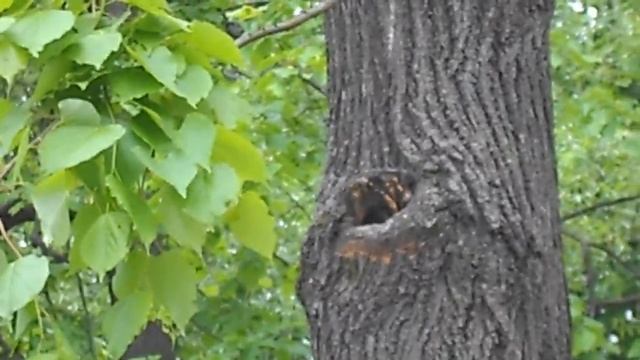 Гнездо синиц лазоревок в дупле смотреть онлайн