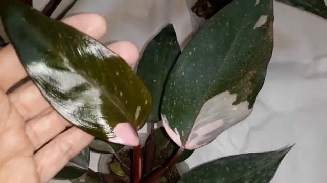 Филодендроны Pink Princess из Тайваня? смотреть онлайн