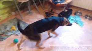 Как Собаки Встречают Своих Хозяев.