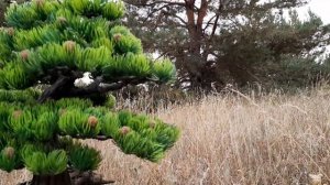 Ель, обзор искусственного бонсай / Bonsay Spruce