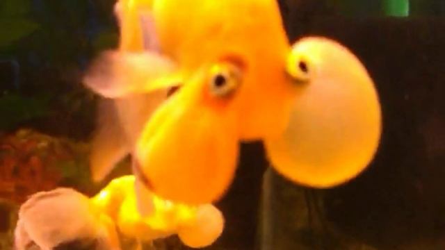 Смешные рыбки смотреть онлайн