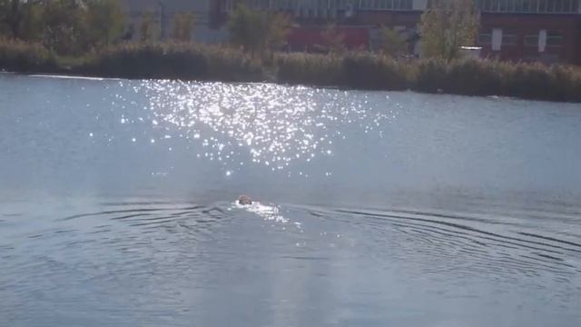Золотистый ретривер идеальный охотник на воде. смотреть онлайн