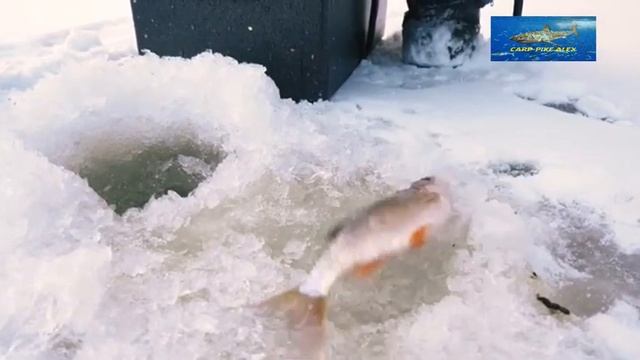 Ловля очень крупной плотвы зимой