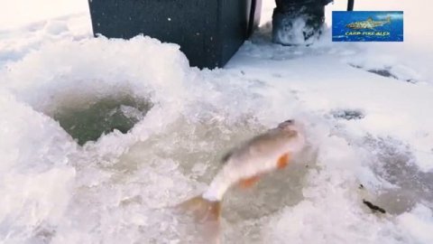 Ловля очень крупной плотвы зимой