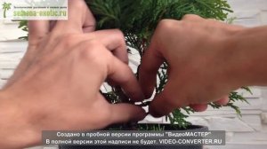 Бонсай с самого начала - Европейская школа Бонсай 'Сакура'