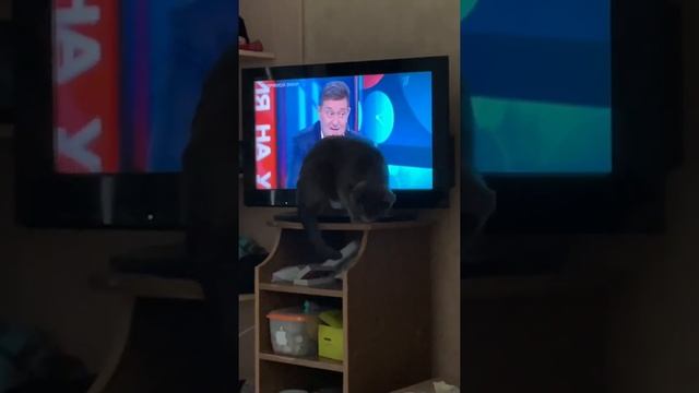 Белонос Семёнович 153 смотреть онлайн