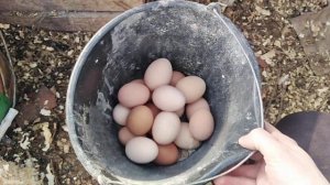 Куры, утки в теплице . Сбор яиц в обед?