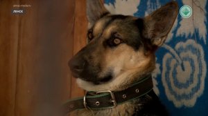 В Ленске сокращают количество безнадзорных животных