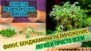 Размножение черенками фикуса Бенджамин. Подробно и просто.