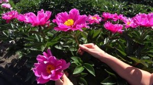 Низкорослый пурпурный пион MAGENTA GEM / Сад Ворошиловой