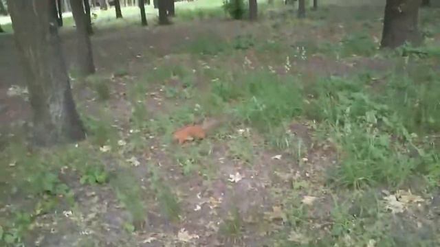 Белка в парке ест лещину с рук смотреть онлайн