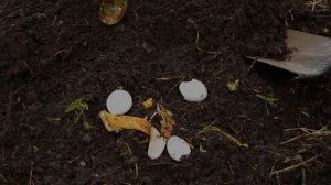 Лучшие удобрения для огорода осенью | Чем удобрить огород осенью