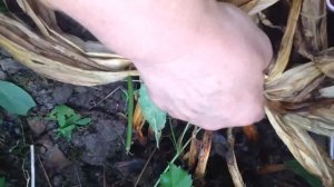 Безвременник - чудо в саду