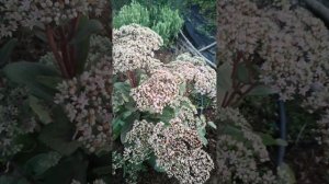 Очиток Матрона