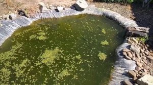 Пруд на даче с карасями и карпами